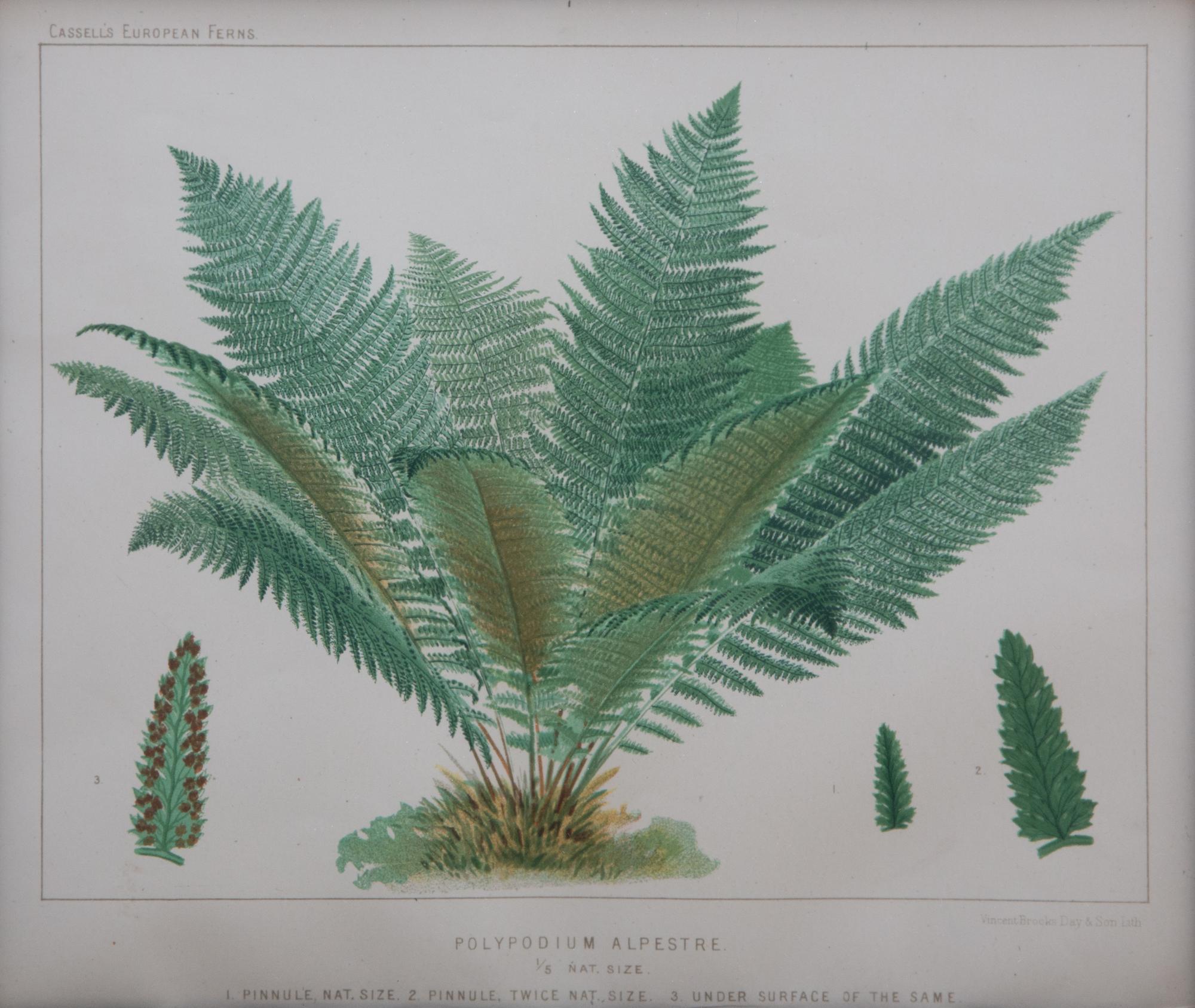 A Collection of Six Chromolithographs Largest 11 1/2 x 9 1/4 inches.