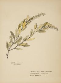 Eighteen Botanical Watercolors