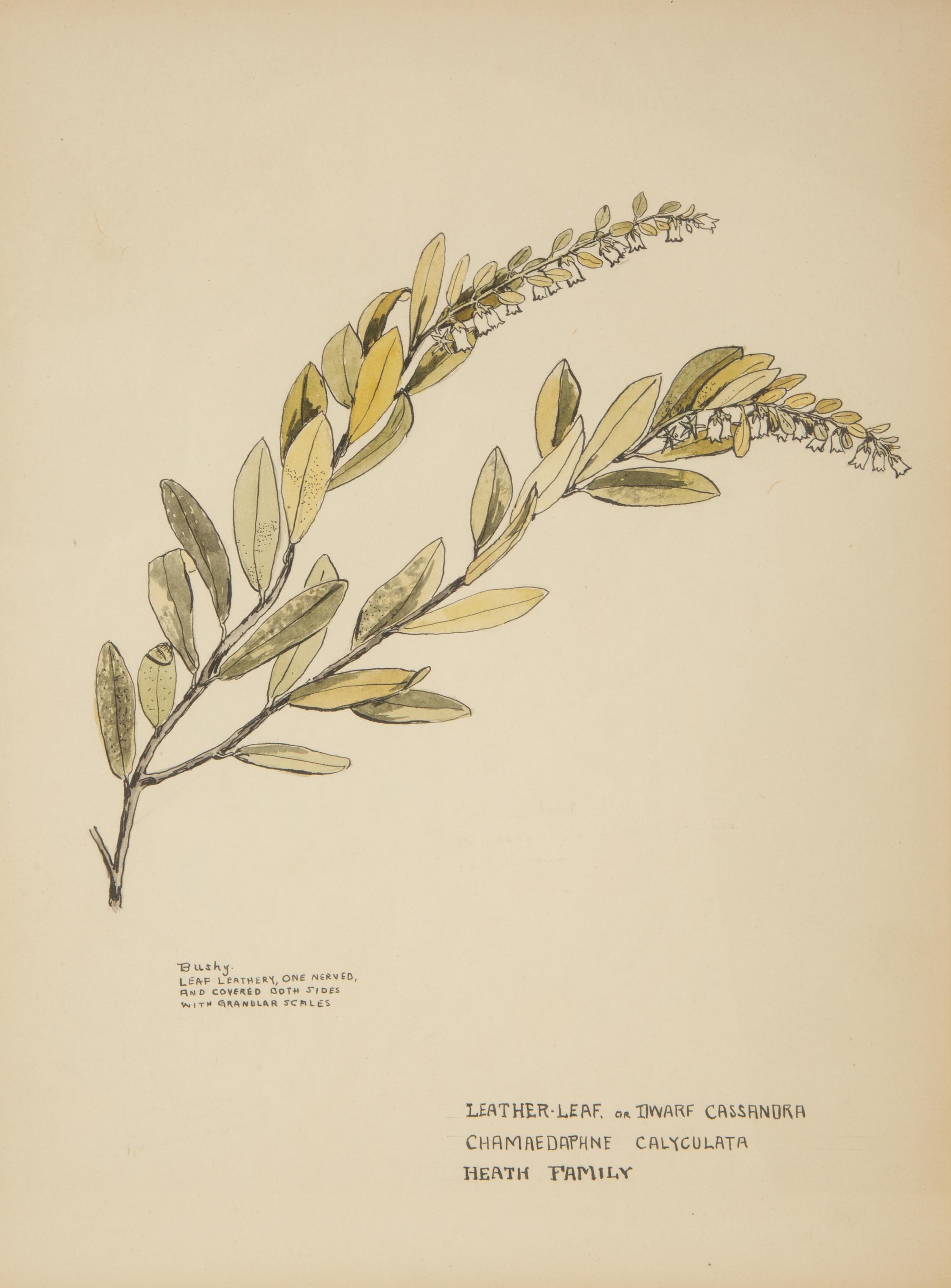 Eighteen Botanical Watercolors