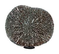 Untitled (Bush)
