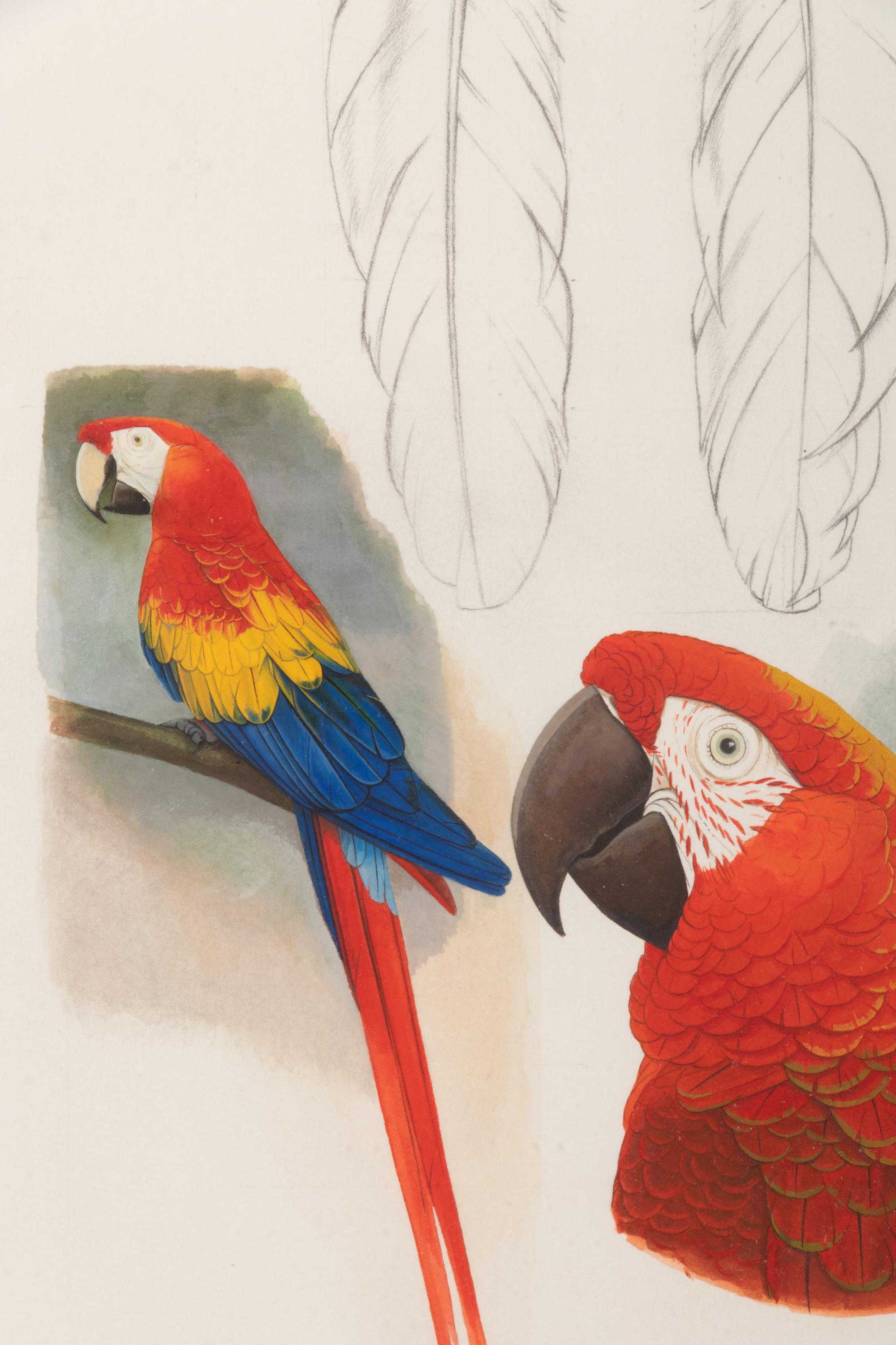 Scarlet Macaw, Cuban Macaw & Feathers of Scarlet Macaw