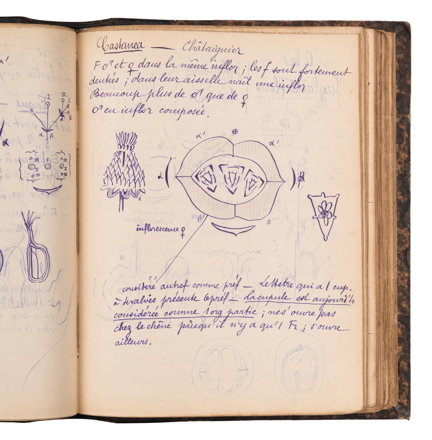 [BOTANY & GARDENING -- MANUSCRIPTS]. A group of 5 manuscripts, comprising: