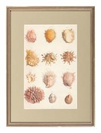 Six Hand-Colored Shell and Coral Engravings
