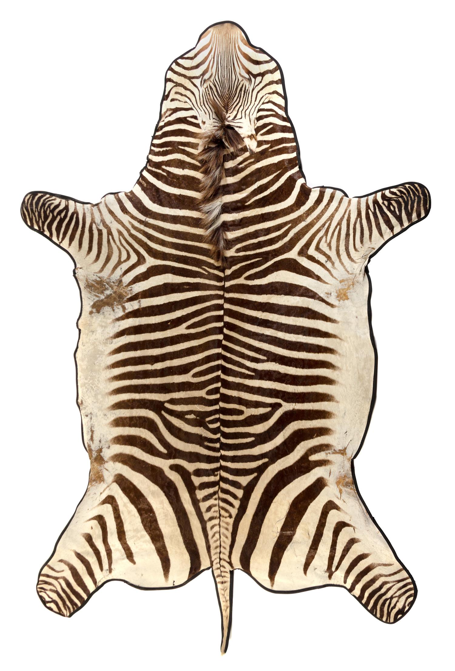 A Taxidermy Zebra Rug