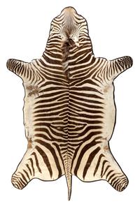 A Taxidermy Zebra Rug
