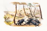 HARRIS, WILLIAM CORNWALLIS. The Wild Sports of Southern Africa. London, 1852. Fifth ed. Numerous plates.