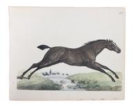Six Hand Colored Race Horse Prints Height 7 x width 10 inches (largest) — 19TH CENTURY
