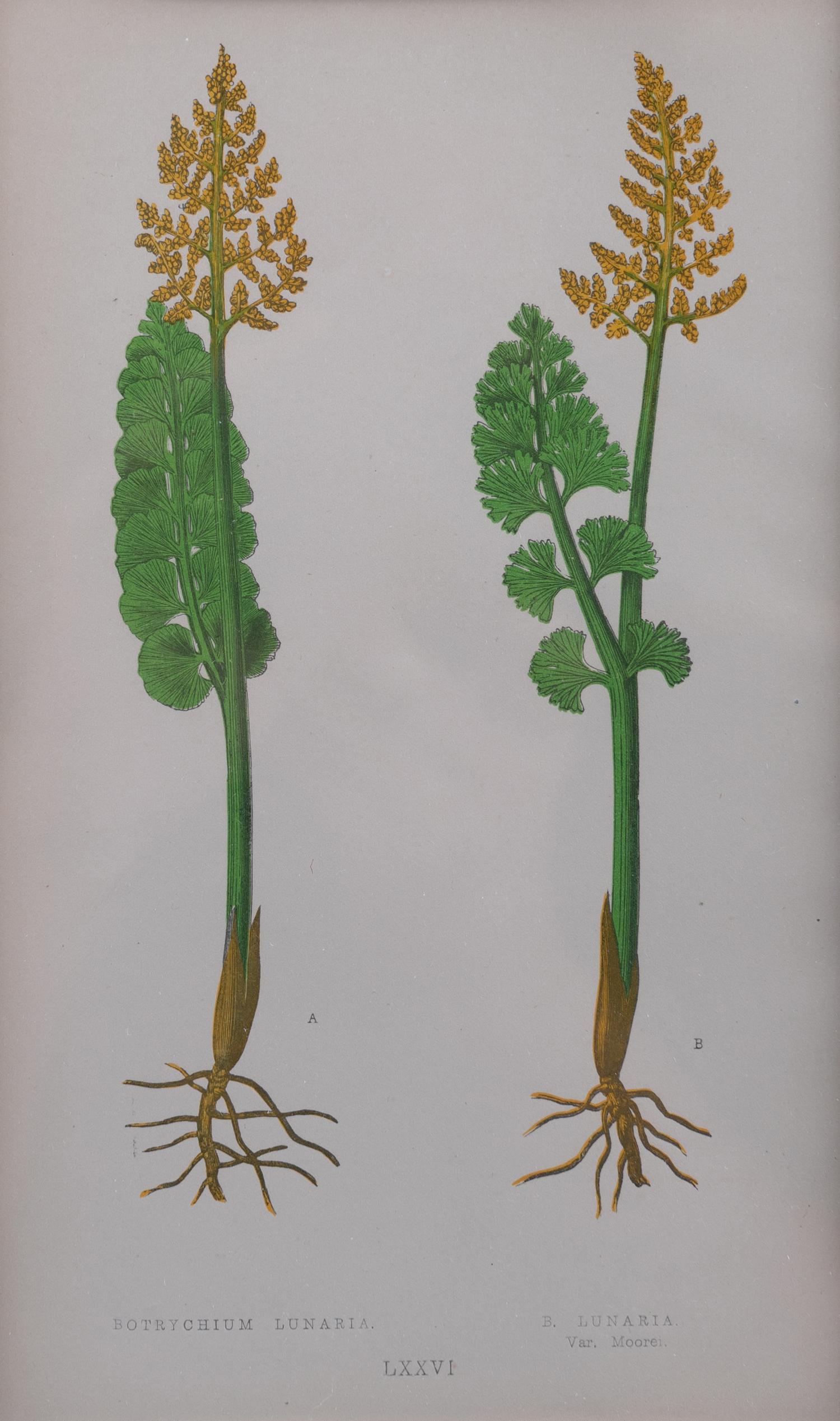 A Group of Eight Fern Botanical Engravings After Thomas Moore — EARLY 20TH CENTURY