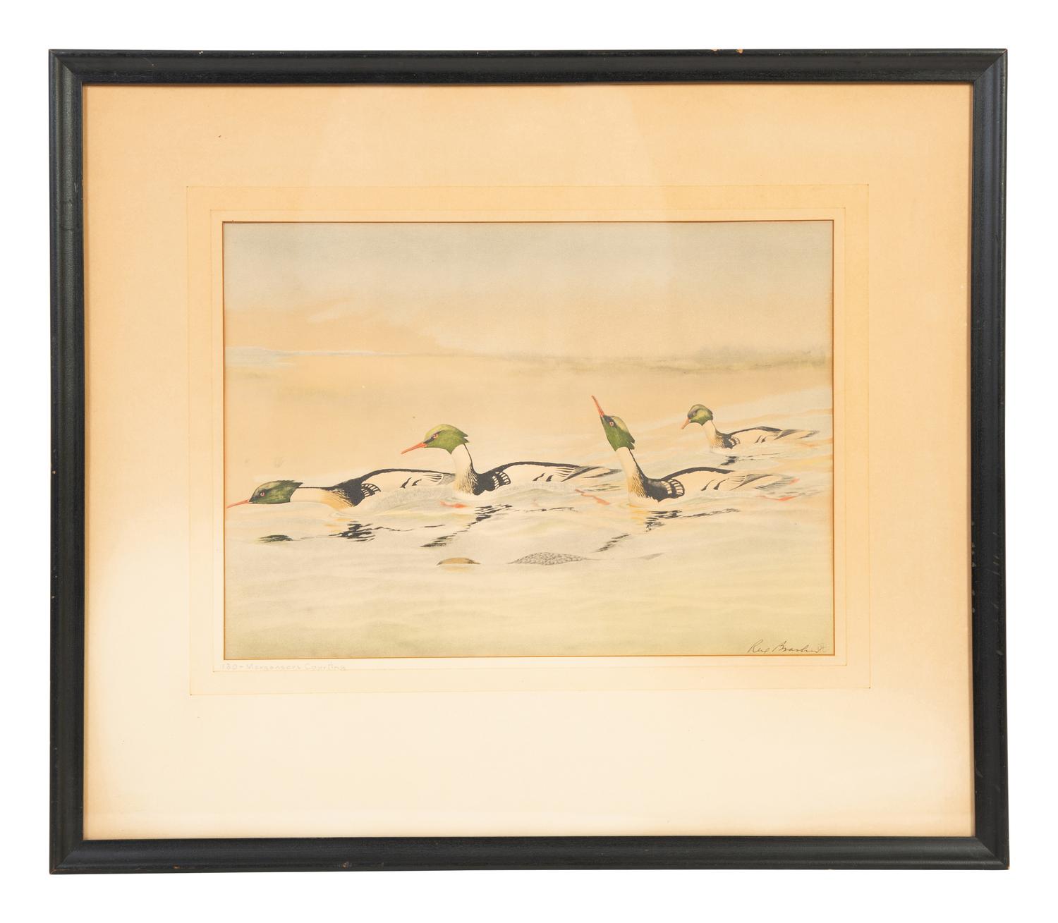 Two Works; Canvasbacks and Mergansers