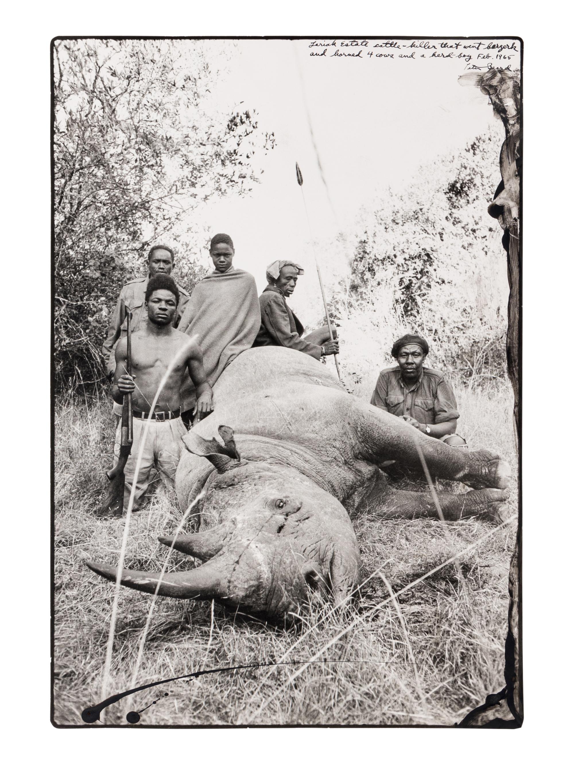 Peter Beard (1938-2020) Lariak Estate cattle-killer that went berserk and harmed 4 cows and a herd-boy, 1965