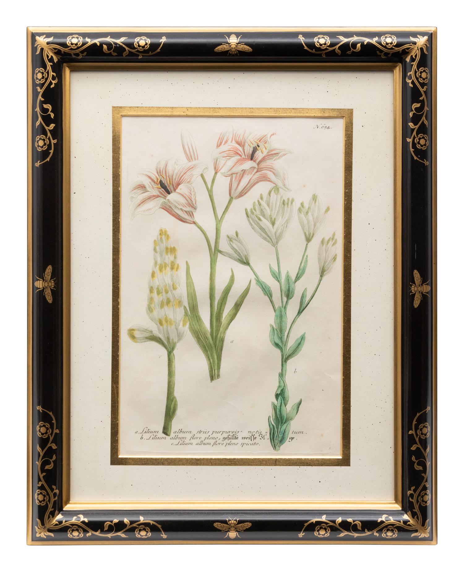 A Group of Johannes Weinamann Botanical Prints from Phytanthoza Iconographia (1737-1745)