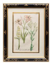A Group of Johannes Weinamann Botanical Prints from Phytanthoza Iconographia (1737-1745)