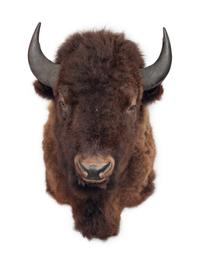 American Buffalo Taxidermy Shoulder Mount