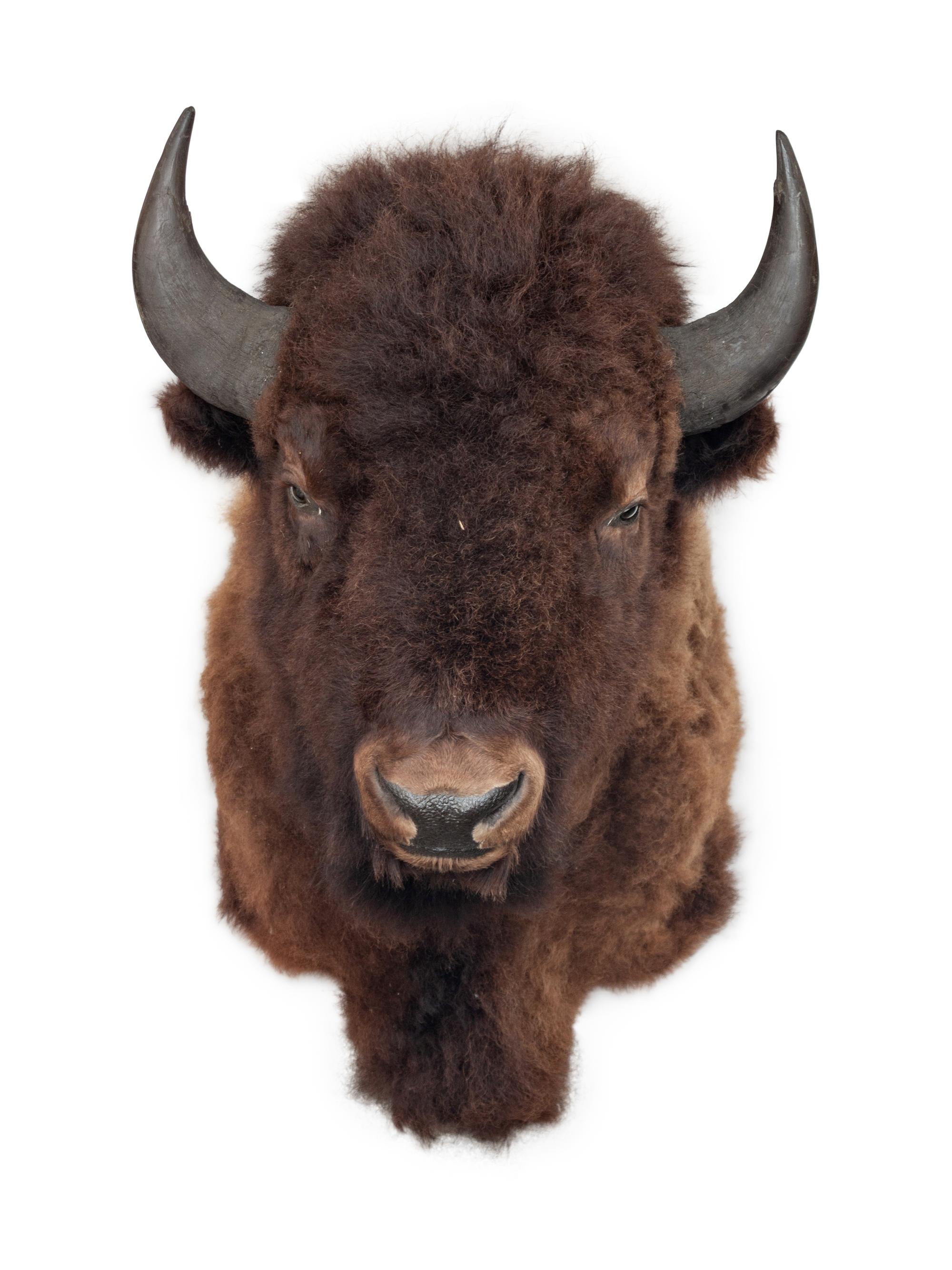American Buffalo Taxidermy Shoulder Mount