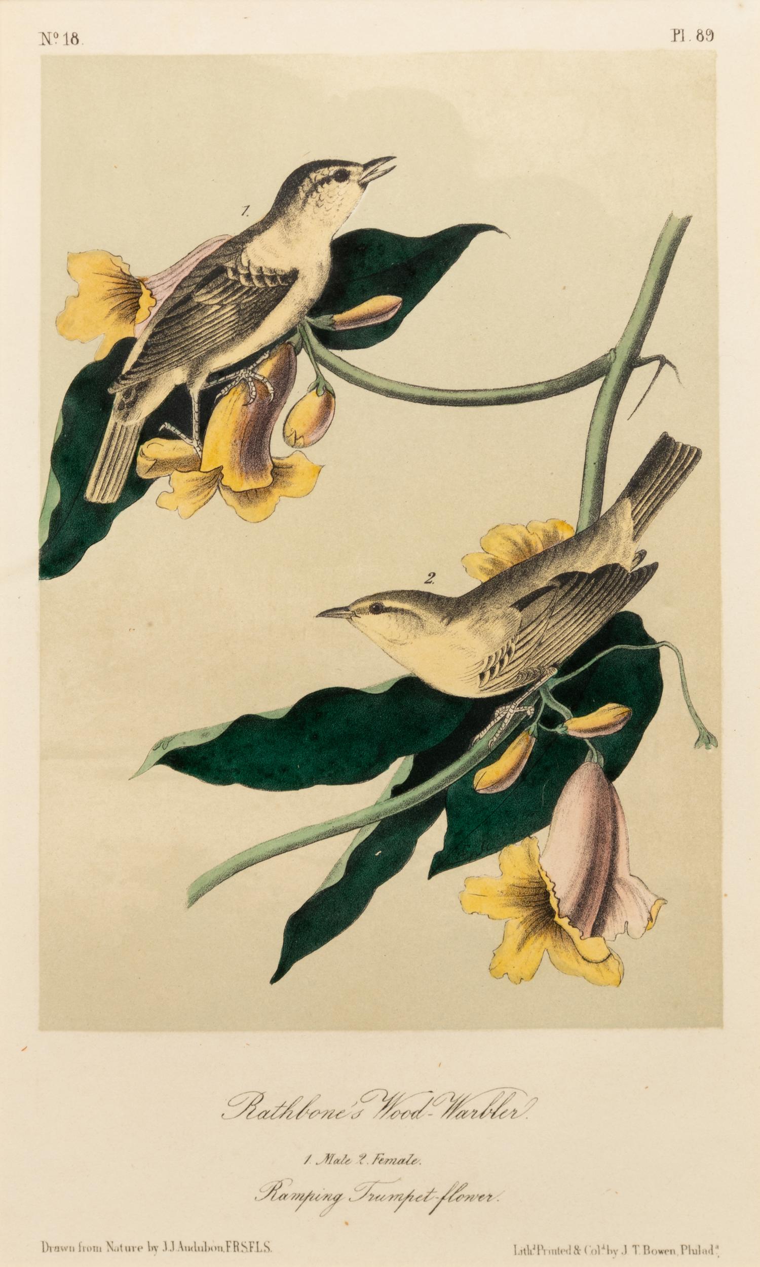 After John James Audubon (American, 1785-1851)