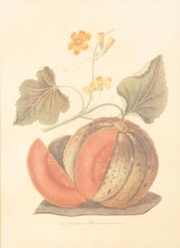 Two George Brookshaw Pomona Britanica Plates