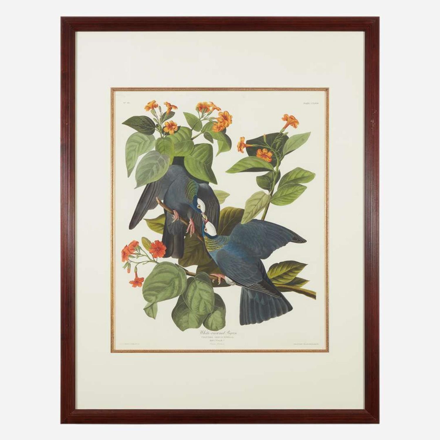 [Prints] Audubon, J(ohn). J(ames). White-crowned Pigeon