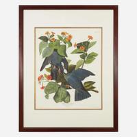 [Prints] Audubon, J(ohn). J(ames). White-crowned Pigeon