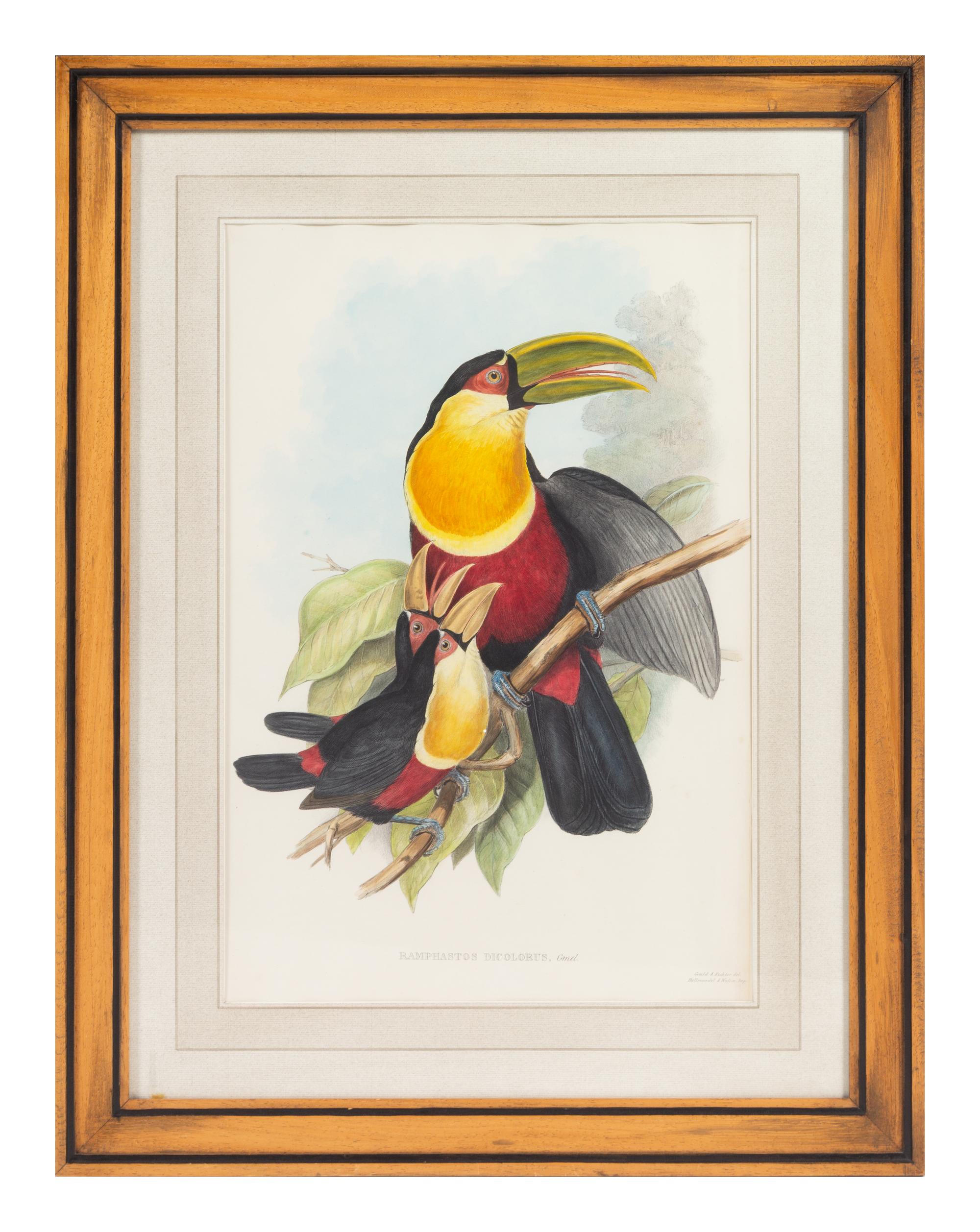 John Gould and Henry Constantine Richter (British, 19th Century)