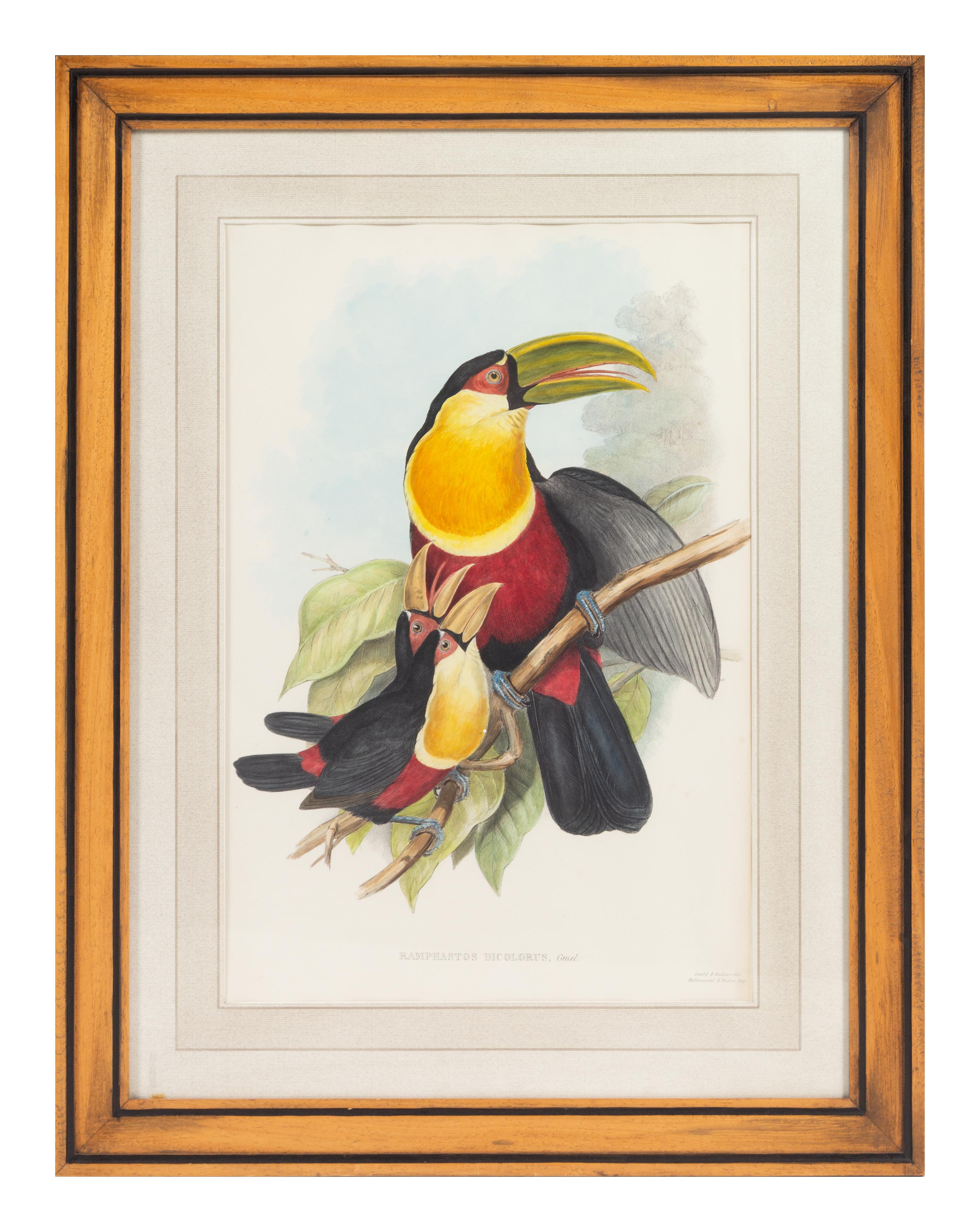 John Gould and Henry Constantine Richter (British, 19th Century)