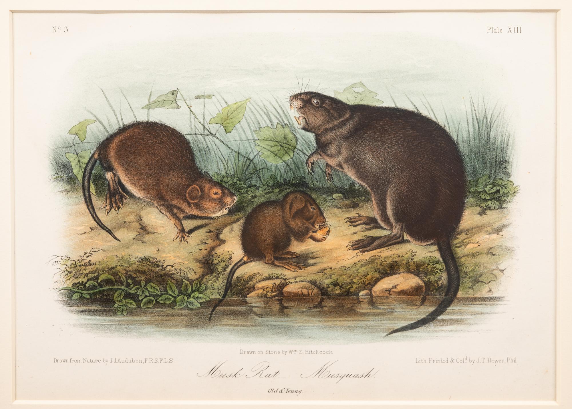 Grouped, see item 1 | A Group of Three Prints of North American Mammals, after John James Audubon (1785-1851) and John Woodhouse Audubon (1812-1862)