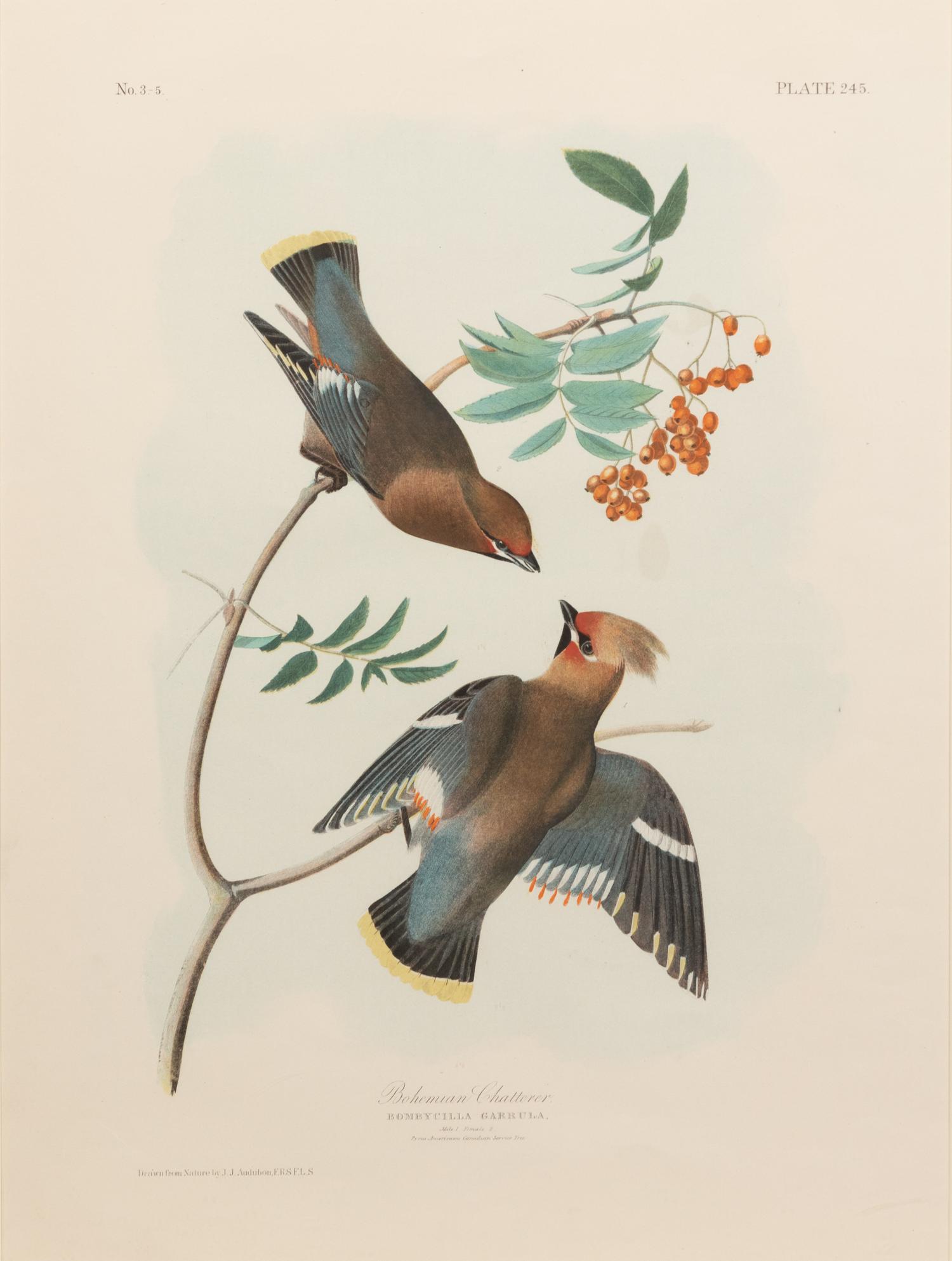 After John James Audubon (American, 1785-1851)