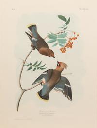 After John James Audubon (American, 1785-1851)