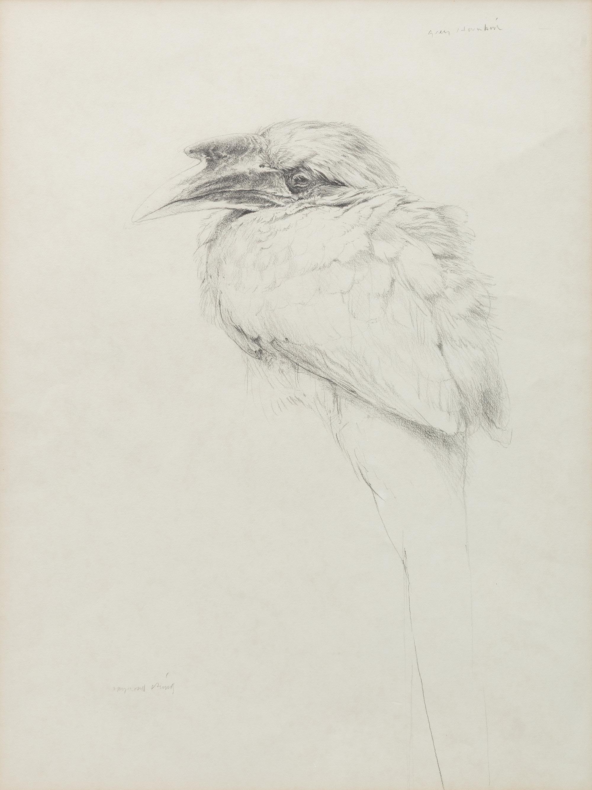 Raymond Harris Ching (New Zealand, b. 1939) — Grey Hornbill, 1978