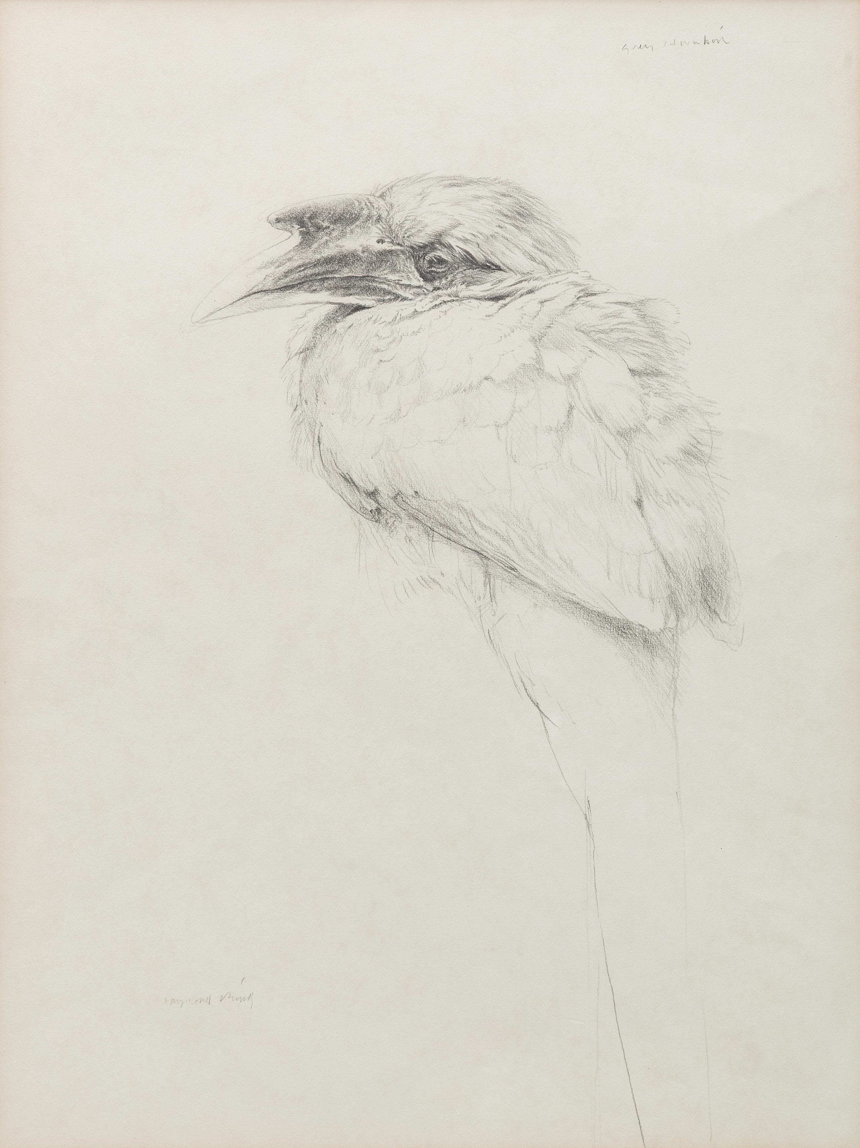 Raymond Harris Ching (New Zealand, b. 1939) — Grey Hornbill, 1978