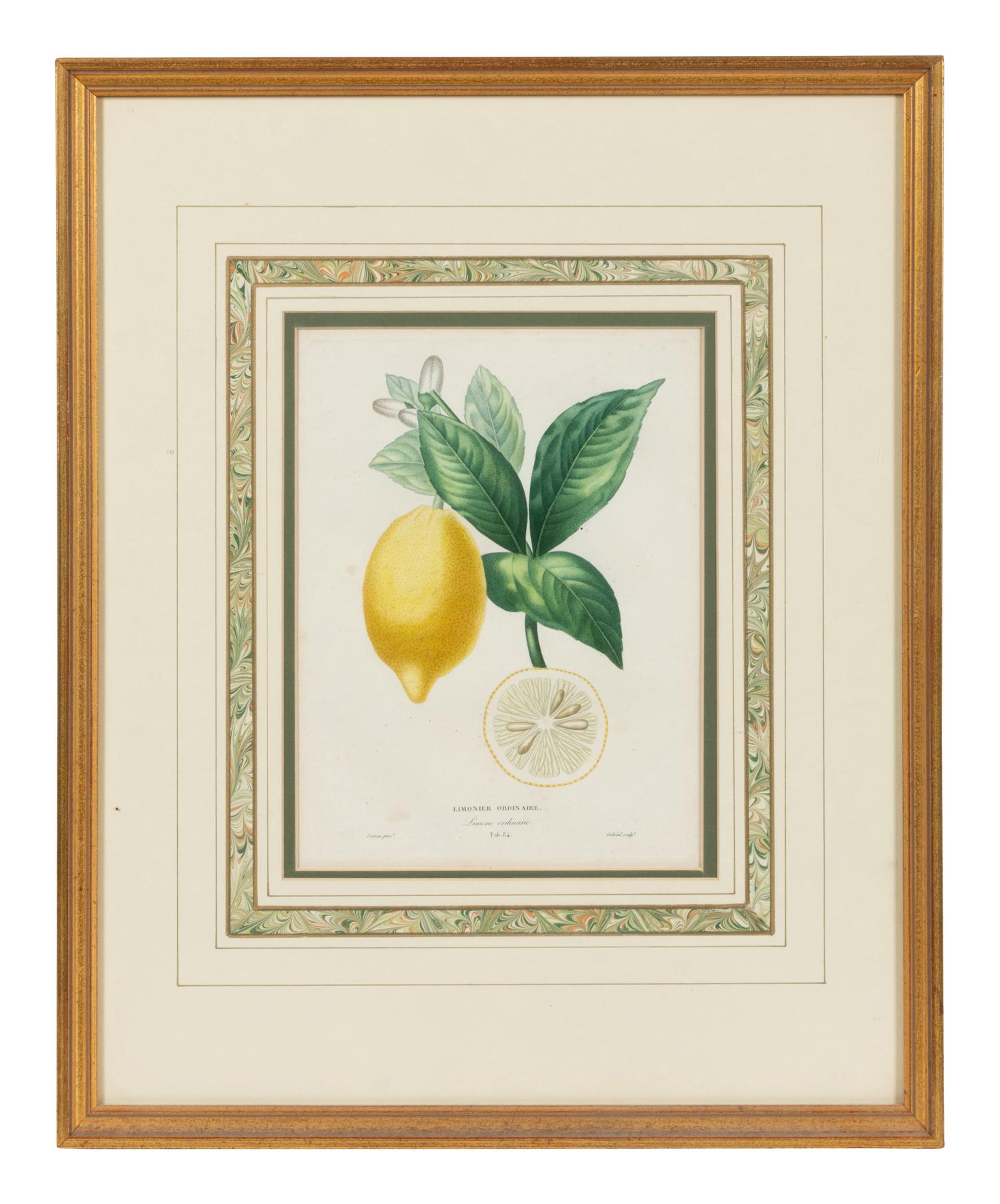 Three Hand Colored Citrus Fruit Engravings