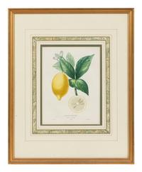 Three Hand Colored Citrus Fruit Engravings