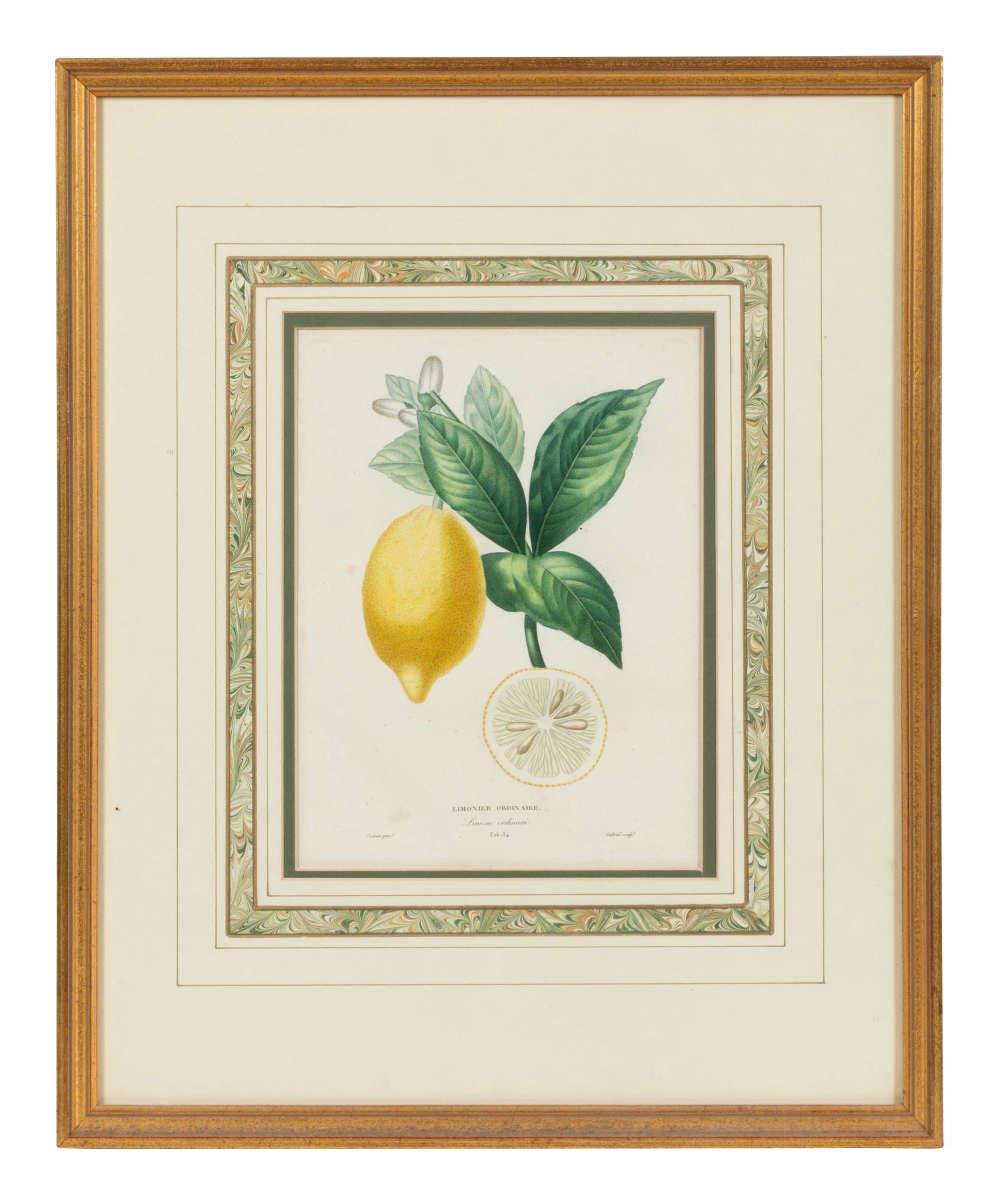 Three Hand Colored Citrus Fruit Engravings