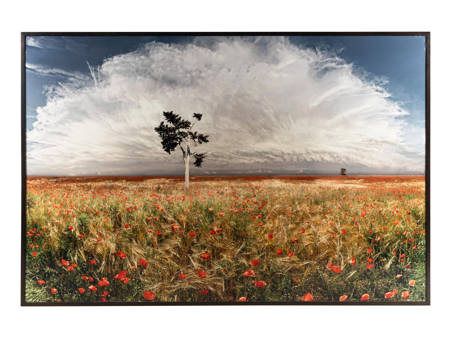 Jean-François Rauzier (born 1952) Coquelicots (Poppies), 2003