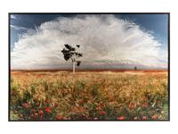 Jean-François Rauzier (born 1952) Coquelicots (Poppies), 2003