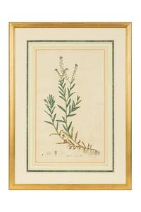 A Set of Eight Gilt Framed Hand Colored Botanical Etchings