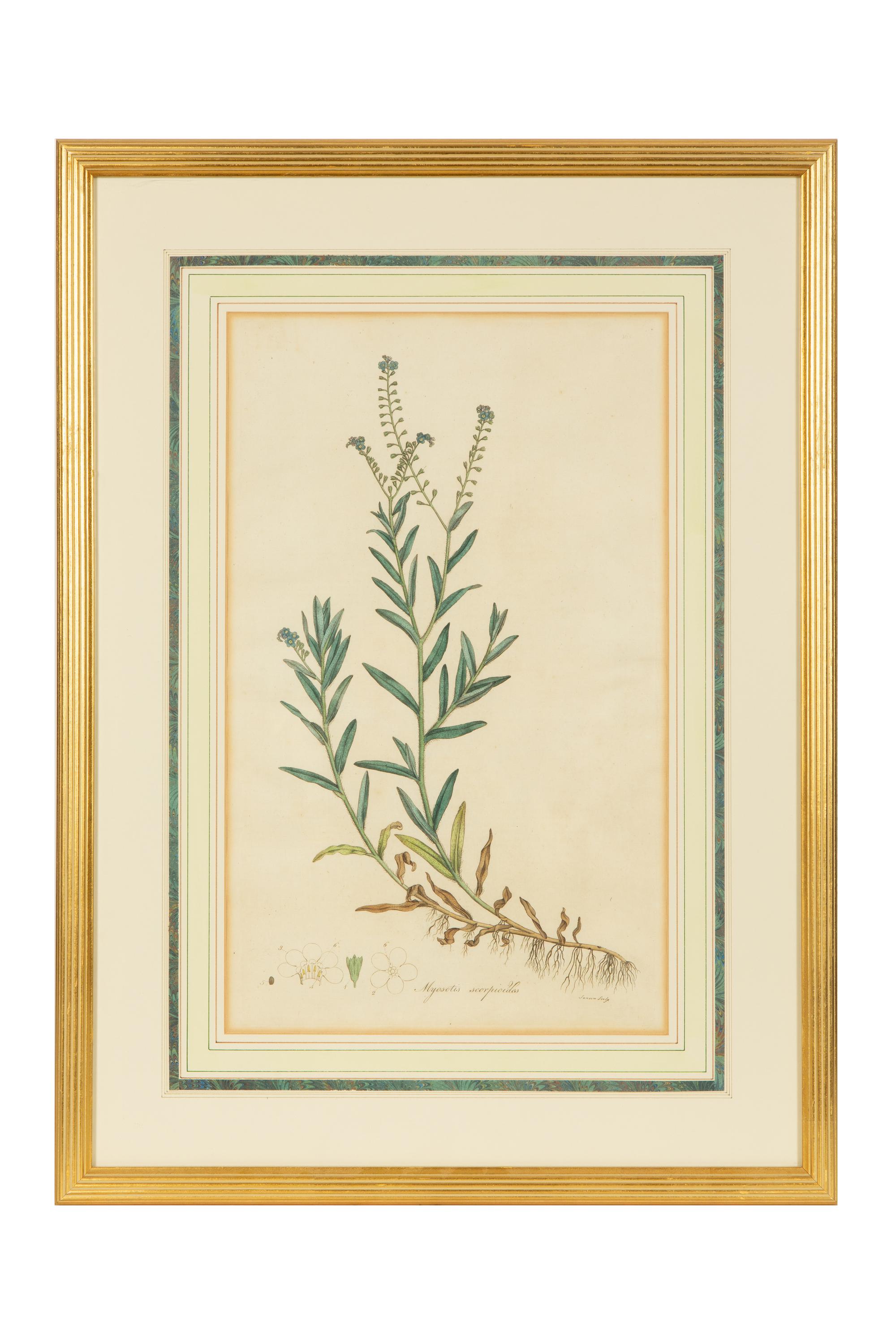 A Set of Eight Gilt Framed Hand Colored Botanical Etchings