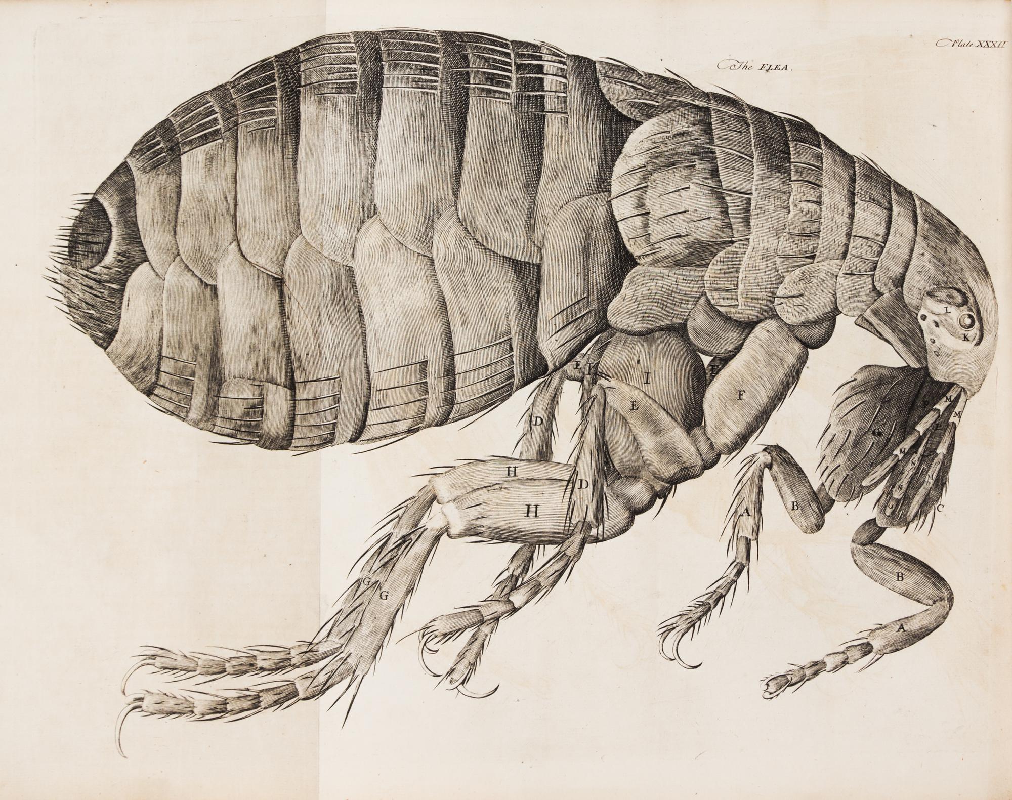 HOOKE, ROBERT. Micrographia Restaurata... London, 1745. Second edition, complete.