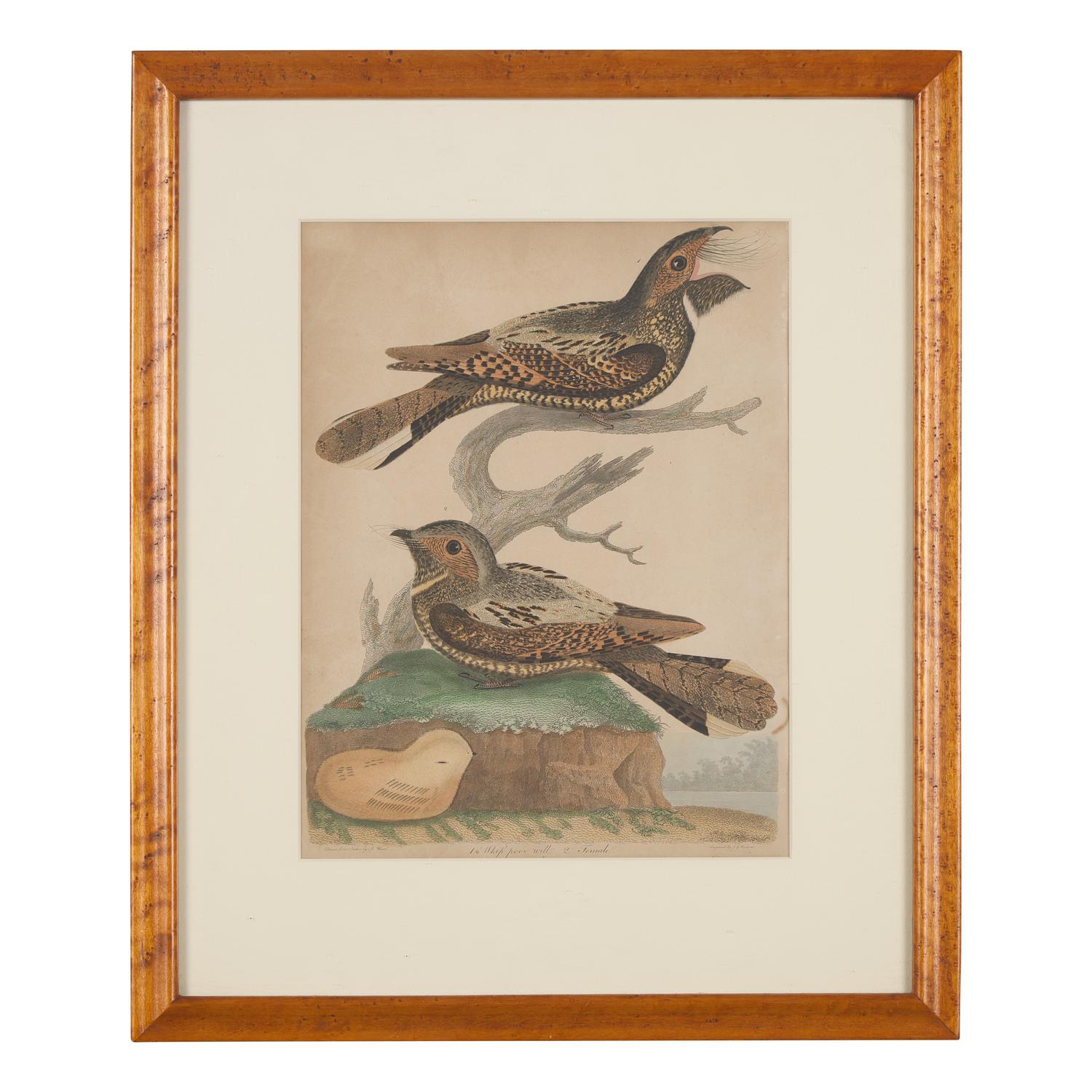 Alexander Lawson (1773-1846) and John G. Warnicke (died 1818), After Alexander Wilson (1766-1813), A Set of Sixteen Hand-Colored Engravings of Various Birds