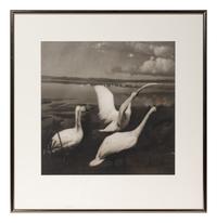 A group of six photographs from the Natural History series