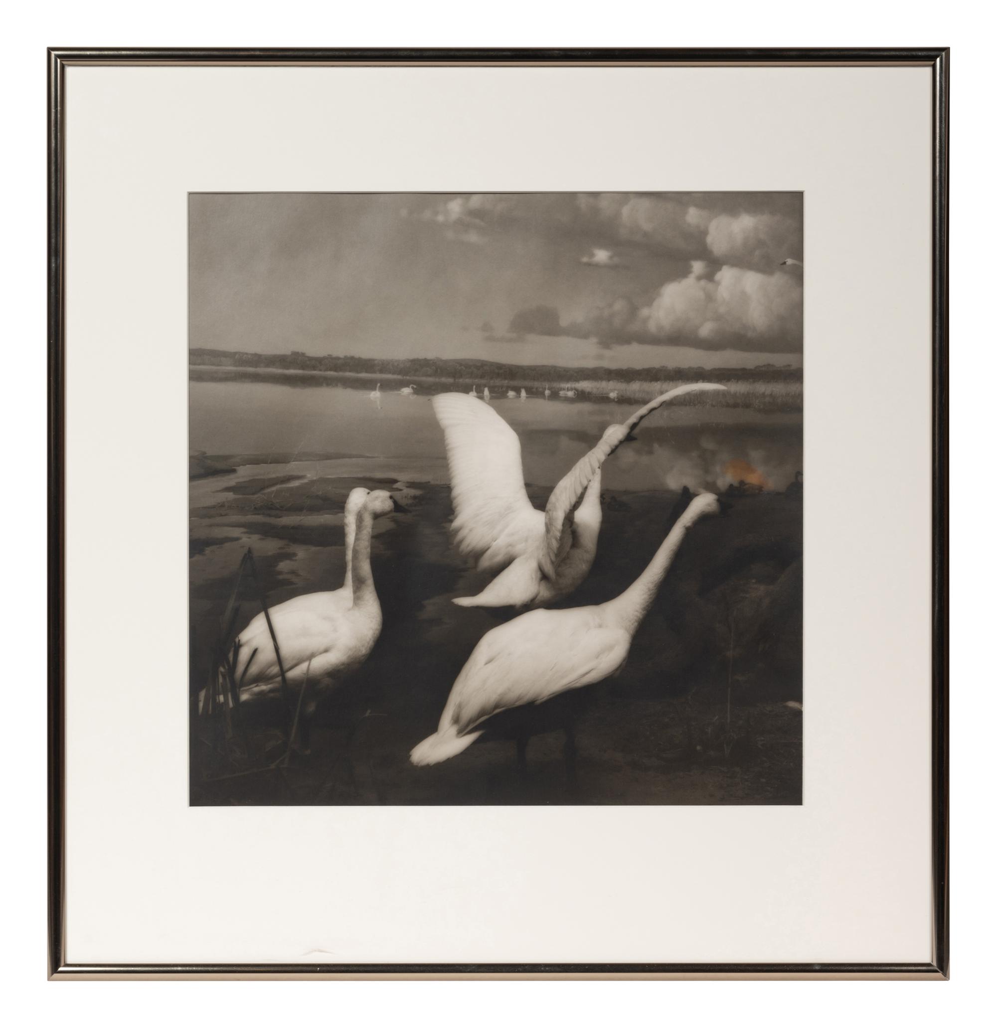 A group of six photographs from the Natural History series