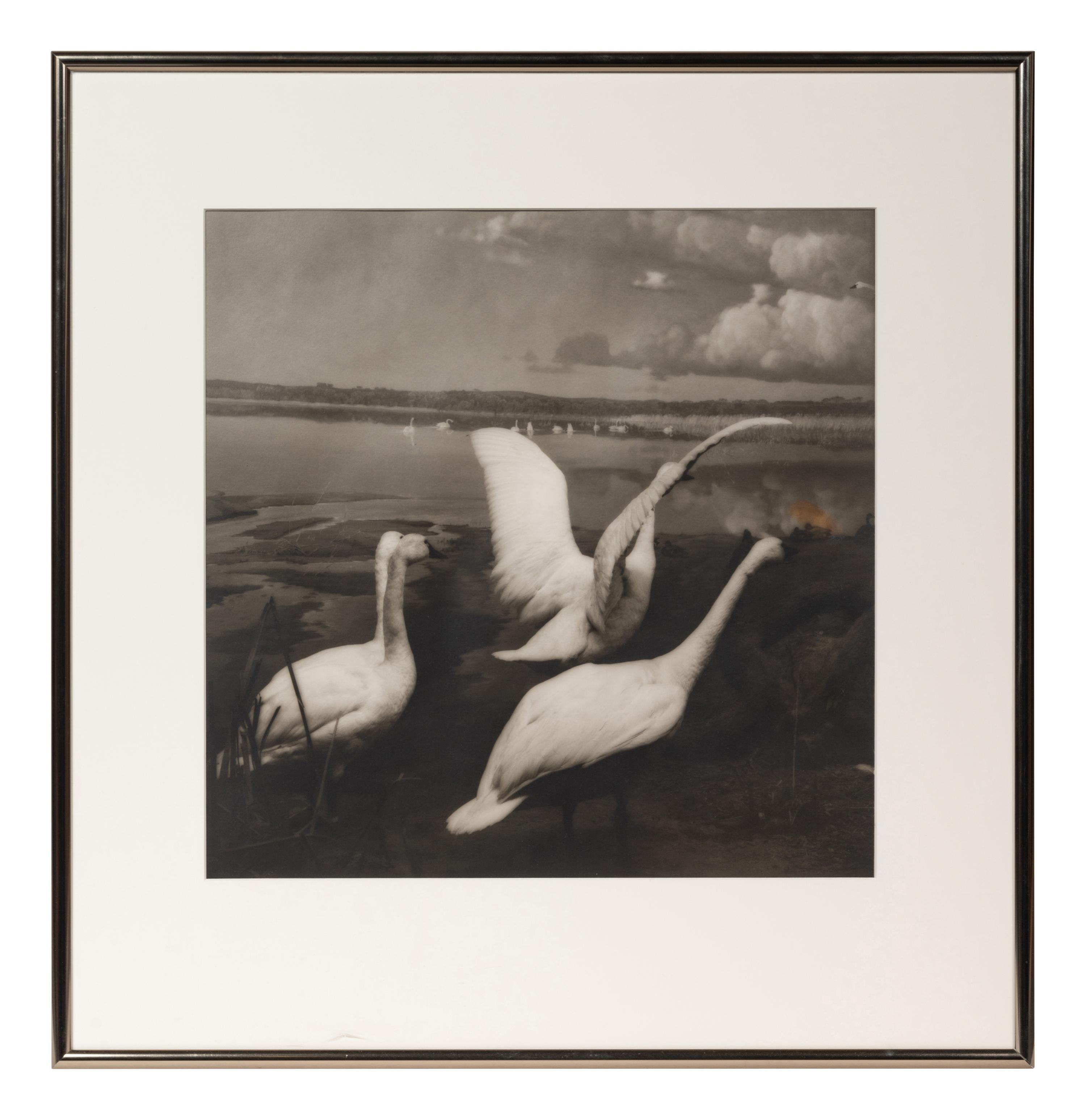 A group of six photographs from the Natural History series