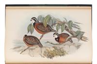 GOULD, John (1804-1881). A Monograph of the Odontophorinae, or Partridges of America . London: Richard & John E. Taylor for the Author, [1844-] 1850.
