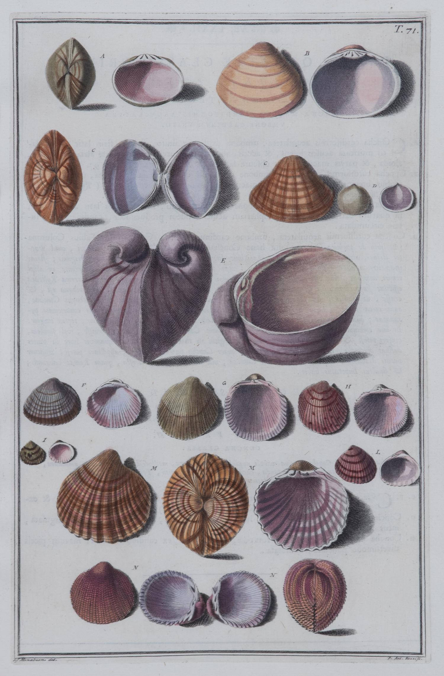 A Set of Four Italian Hand-Colored Shell Engravings