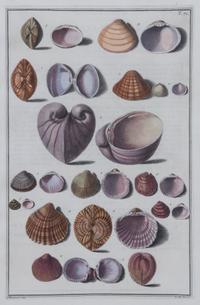 A Set of Four Italian Hand-Colored Shell Engravings