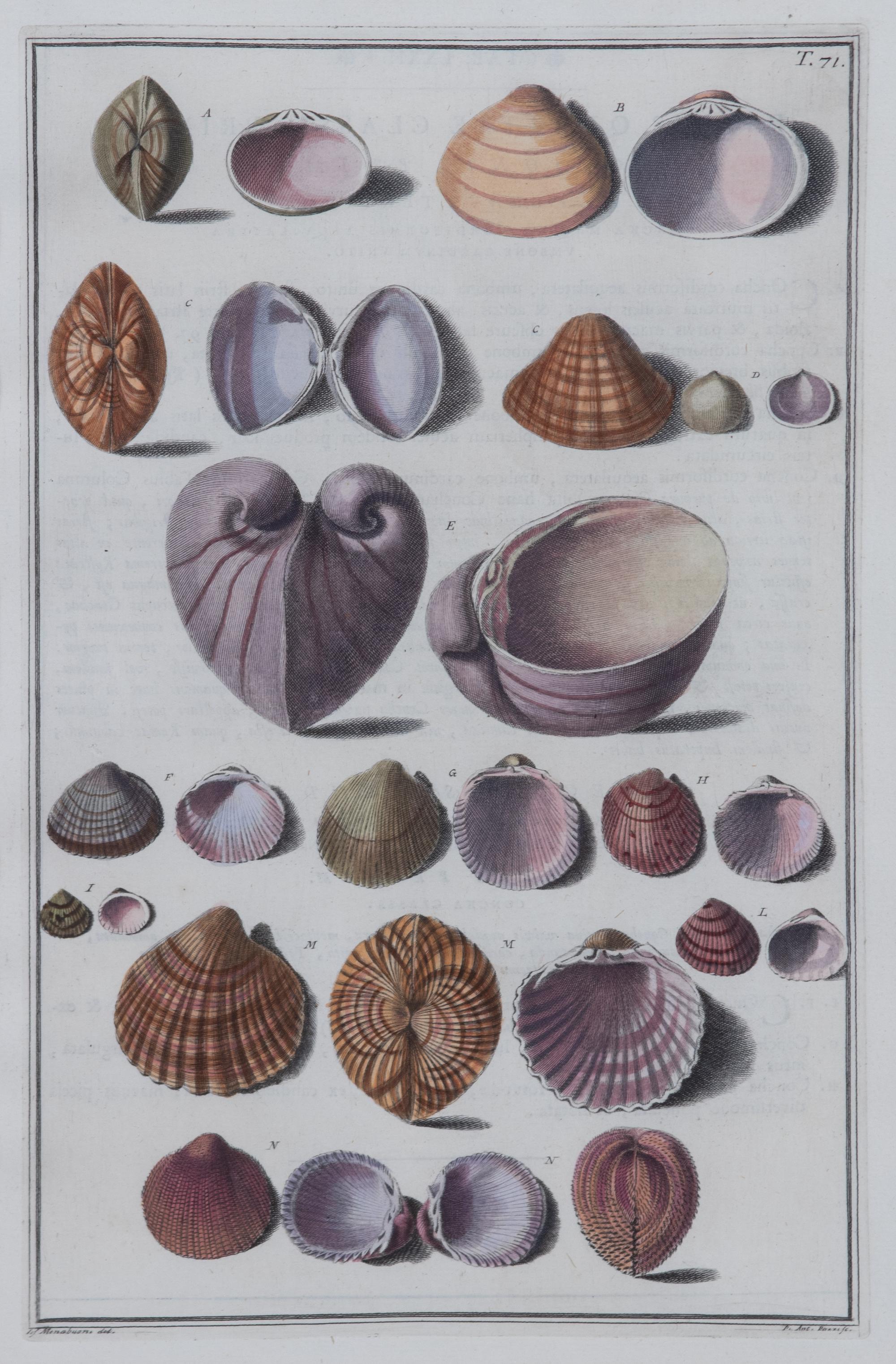 A Set of Four Italian Hand-Colored Shell Engravings