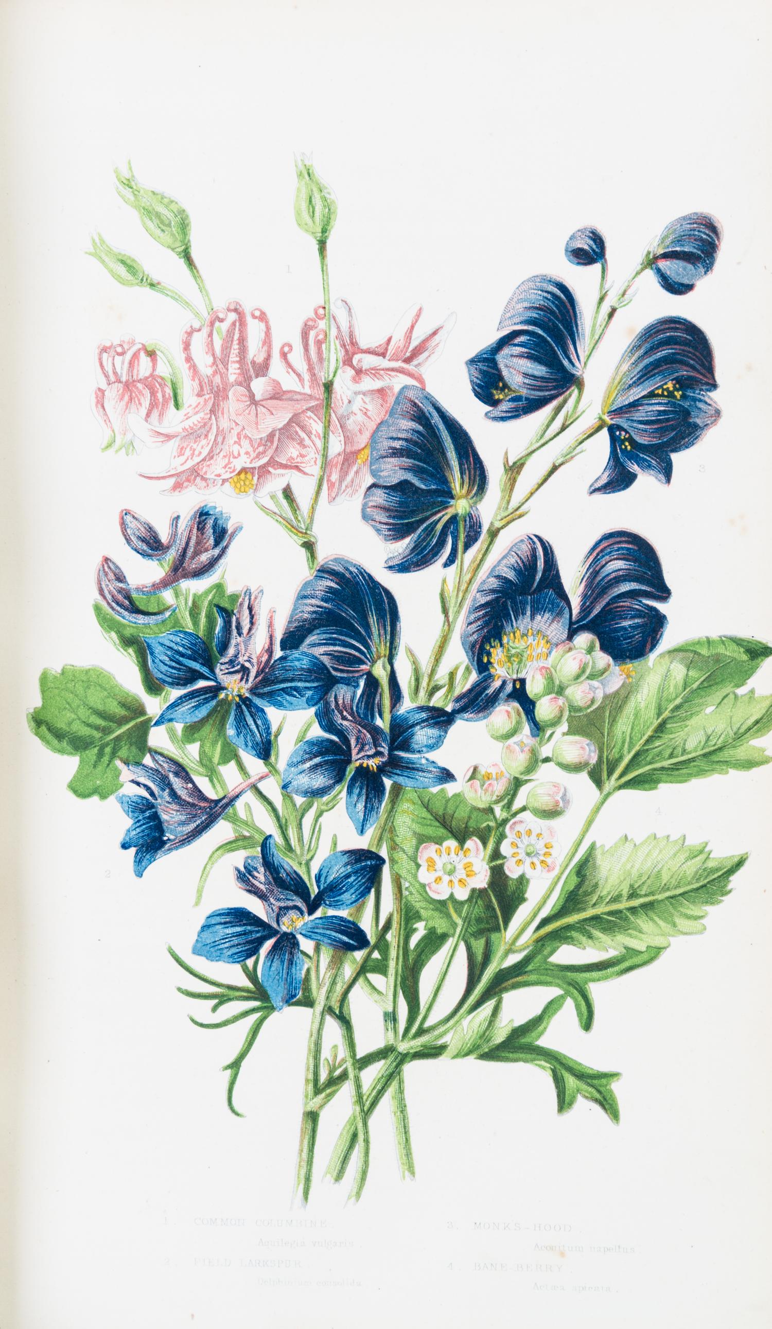 (BOTANY) PRATT, ANNE. The Flowering Plants, Grasses, Sedges, and Ferns of Great Britain. London, n.d. [c. 1870]. 6 vols.