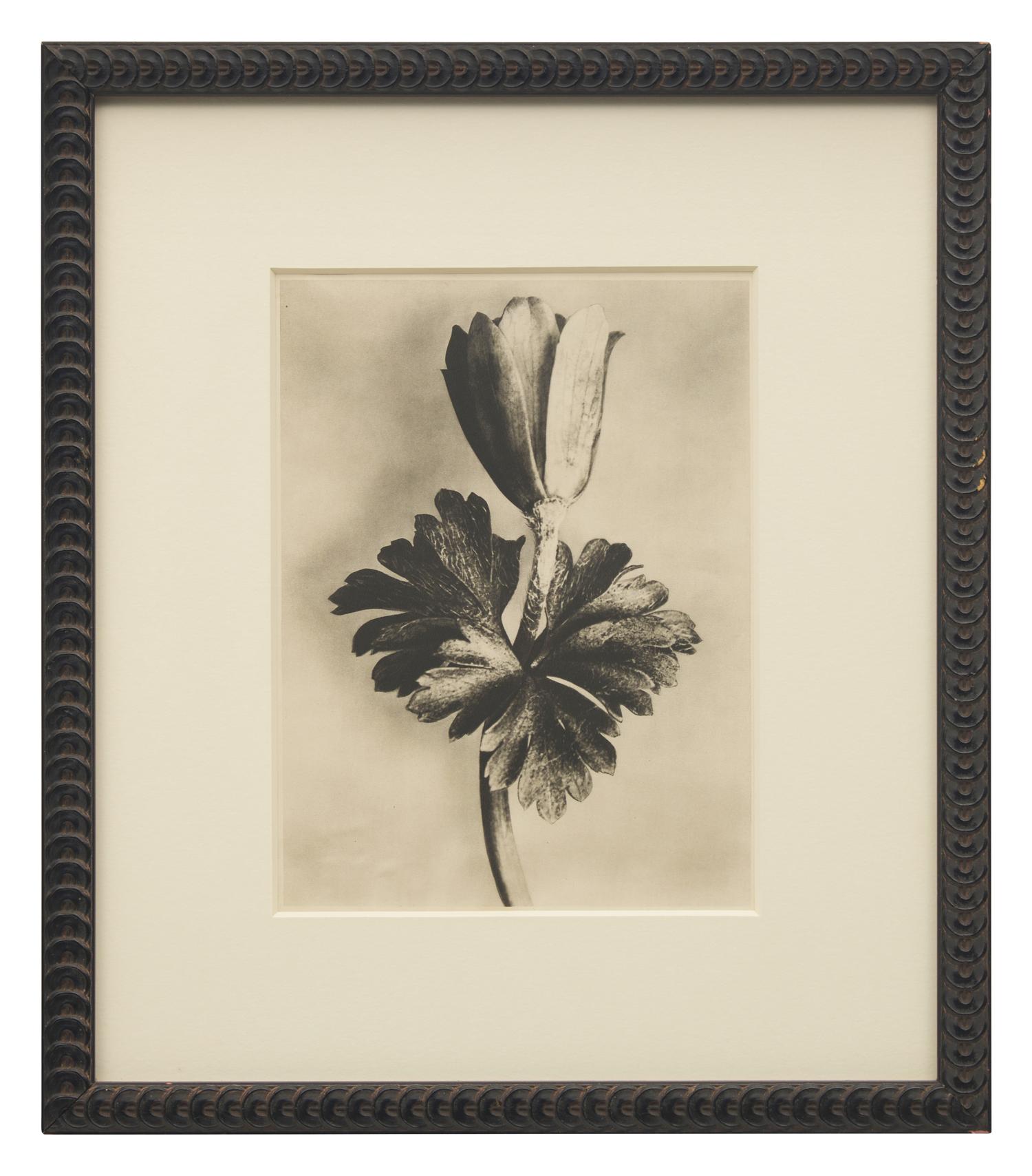 A Set of 8 Botanical Prints