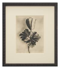 A Set of 8 Botanical Prints