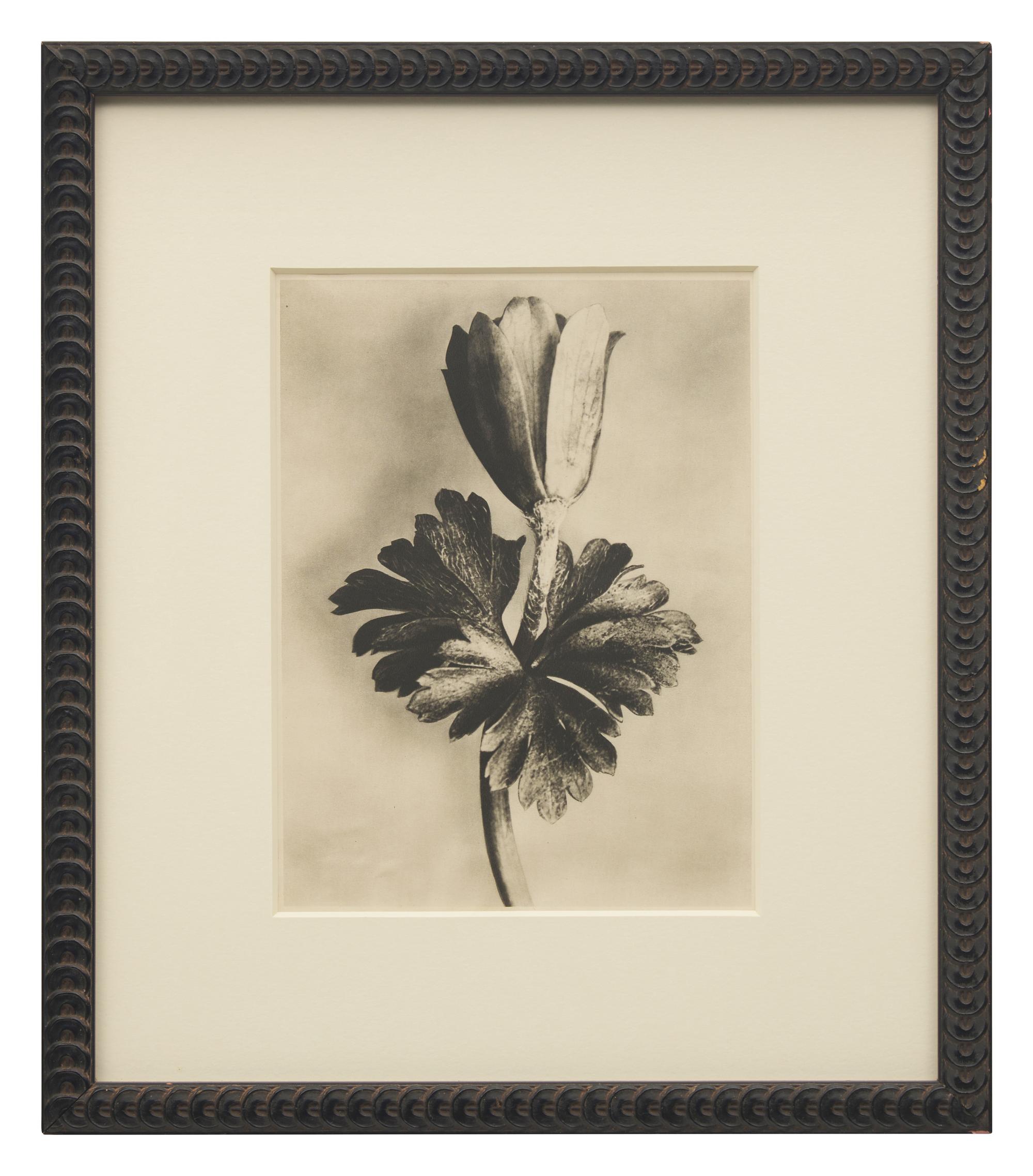 A Set of 8 Botanical Prints