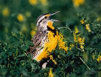 Prairie Vision: Images from a Sea of Grass (2002) Twenty Color Photographs